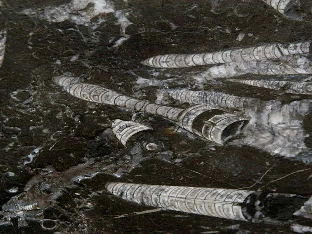 Nero Fossile · marm
