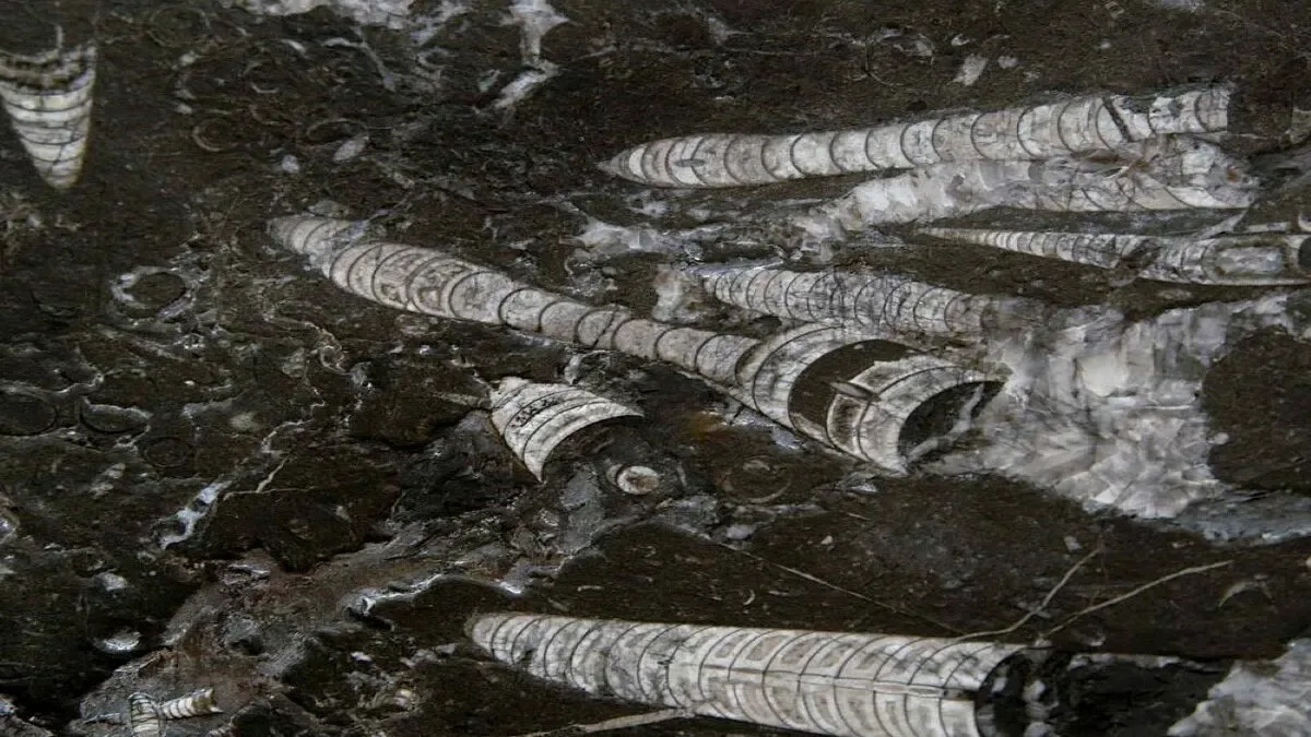 Nero Fossile · marmo · lastra · foto 3
