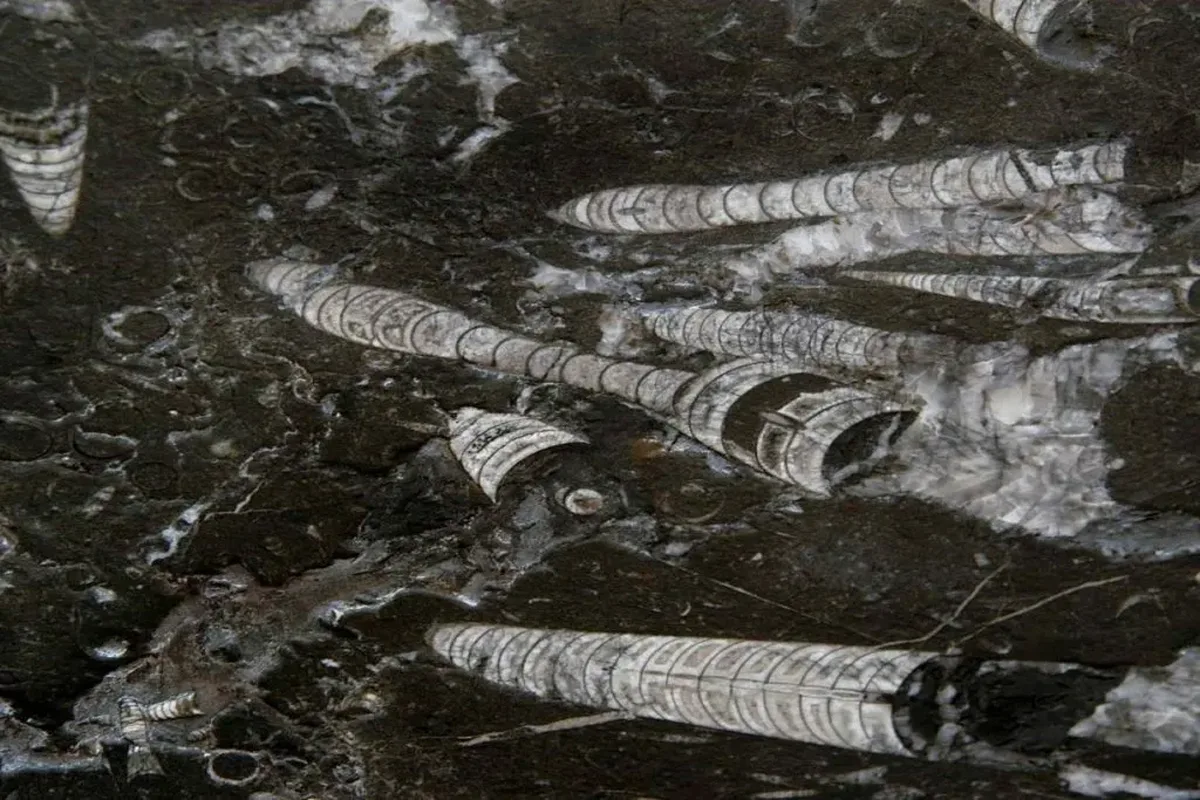 Nero Fossile · marmo · lastra · foto 4